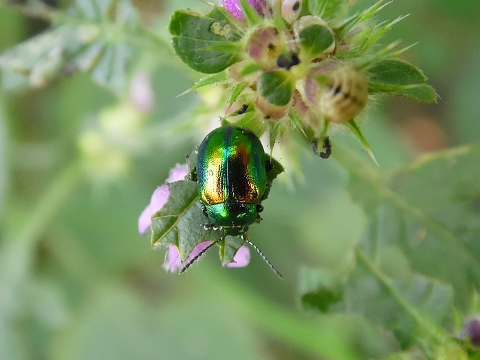 Chrysomelidae da determinare... Chrysolina fastuosa